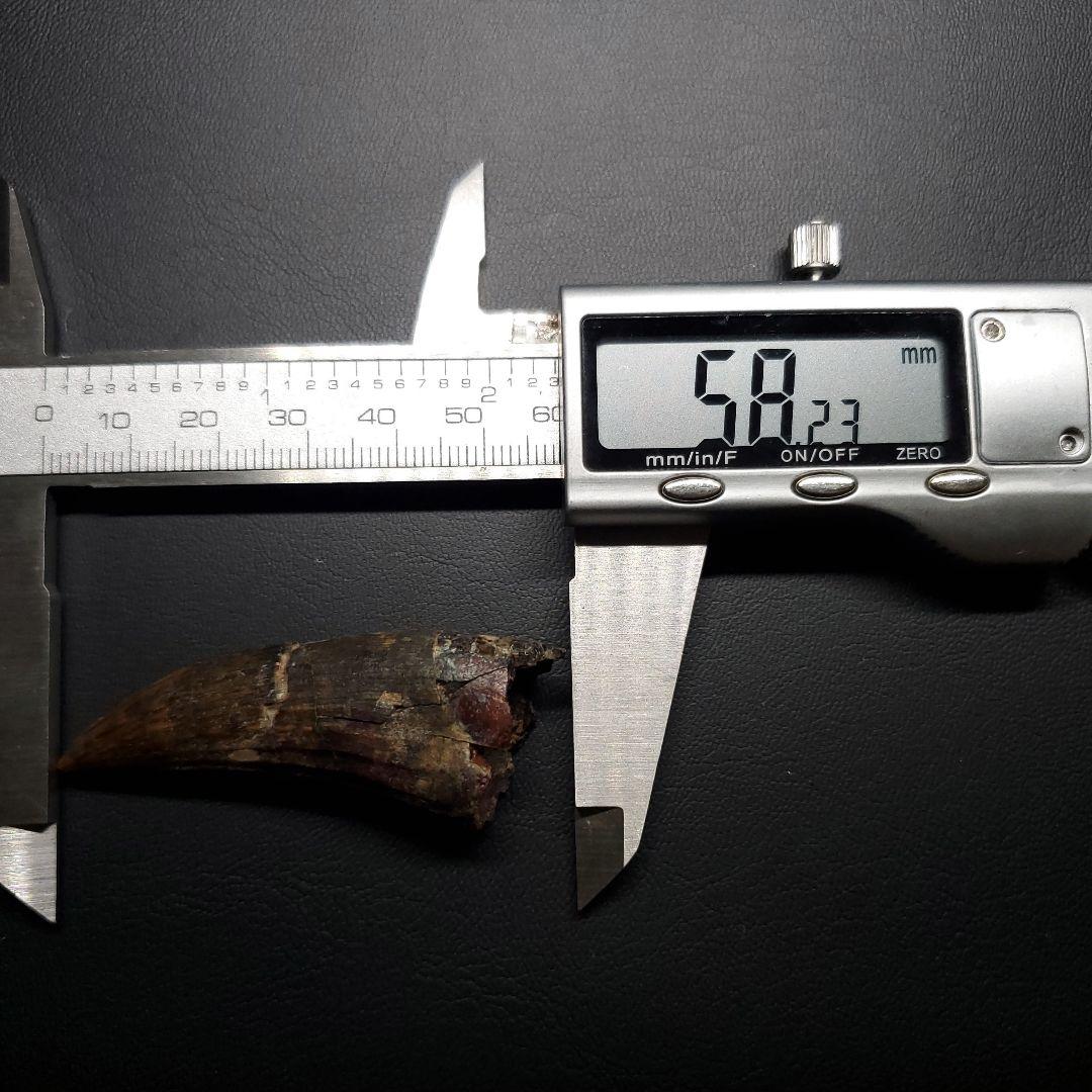 アフロベナトル 歯 化石 本物 二ジェール産 58.23mm fr144