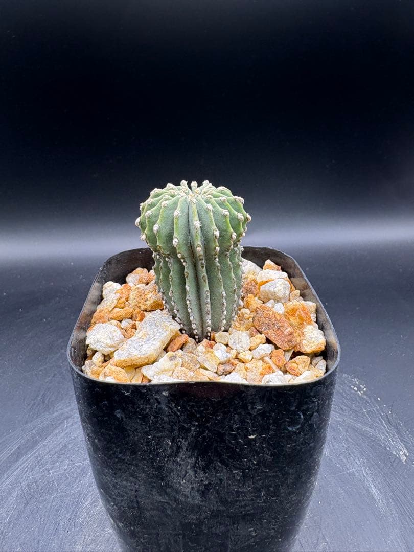 メキシカーナ 実生 ゲオヒントニア サボテン