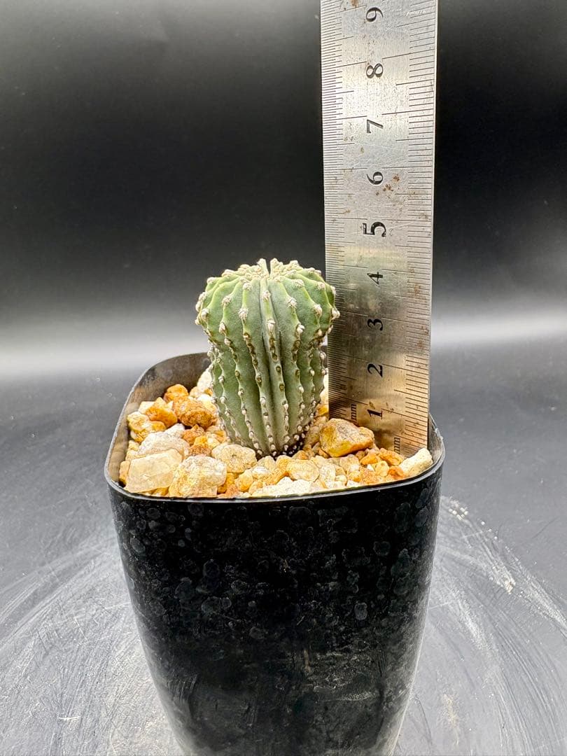 メキシカーナ 実生 ゲオヒントニア サボテン