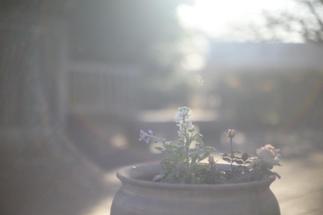 露出計OK ミノルタ SR-T SUPER + 58mm F1.2 難あり作例付