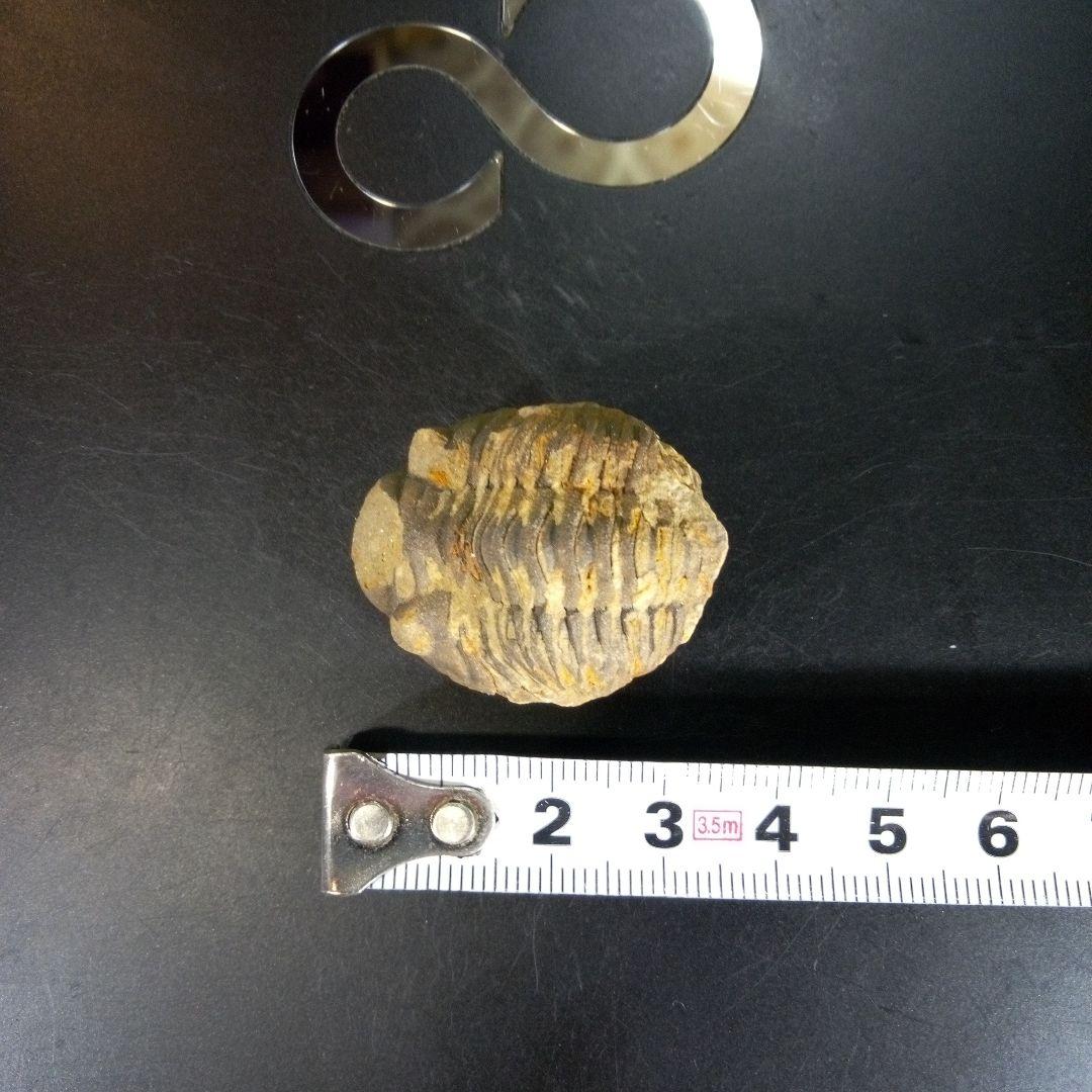三葉虫　化石　ボリビア産　南アメリカ　trilobite　南米産fossil②