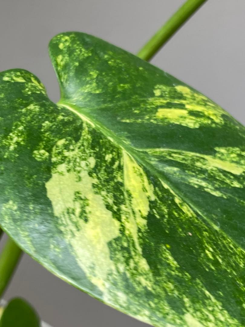【これは本物です✨】モンステラ　イエローマリリン　黄斑　オーレア　希少　人気‼️