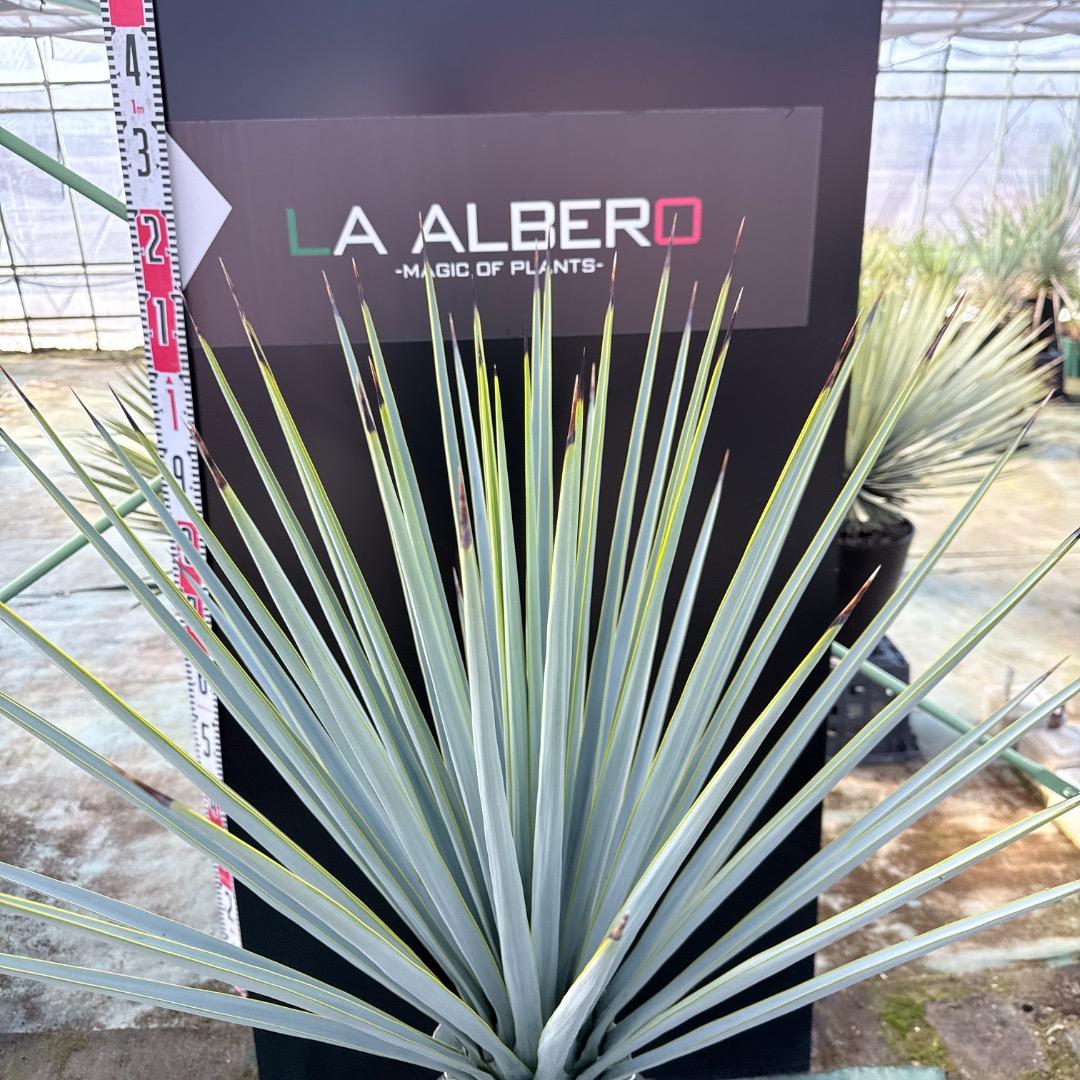 【AL1169】ユッカ　リギダ