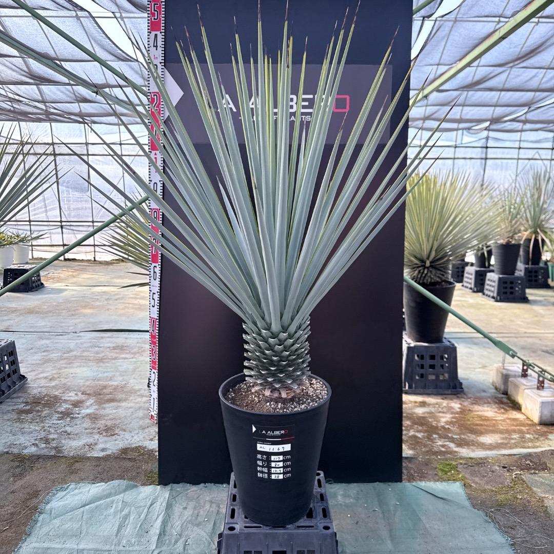 【AL1169】ユッカ　リギダ