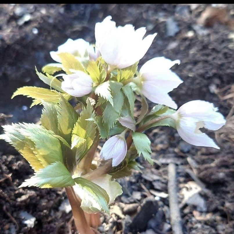 ☀️【Helleborus　thibetanus】☀️4号スリット鉢ロング植え