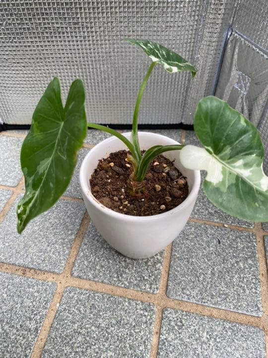 斑入り クワズイモ 2苗セット 値段交渉受付中