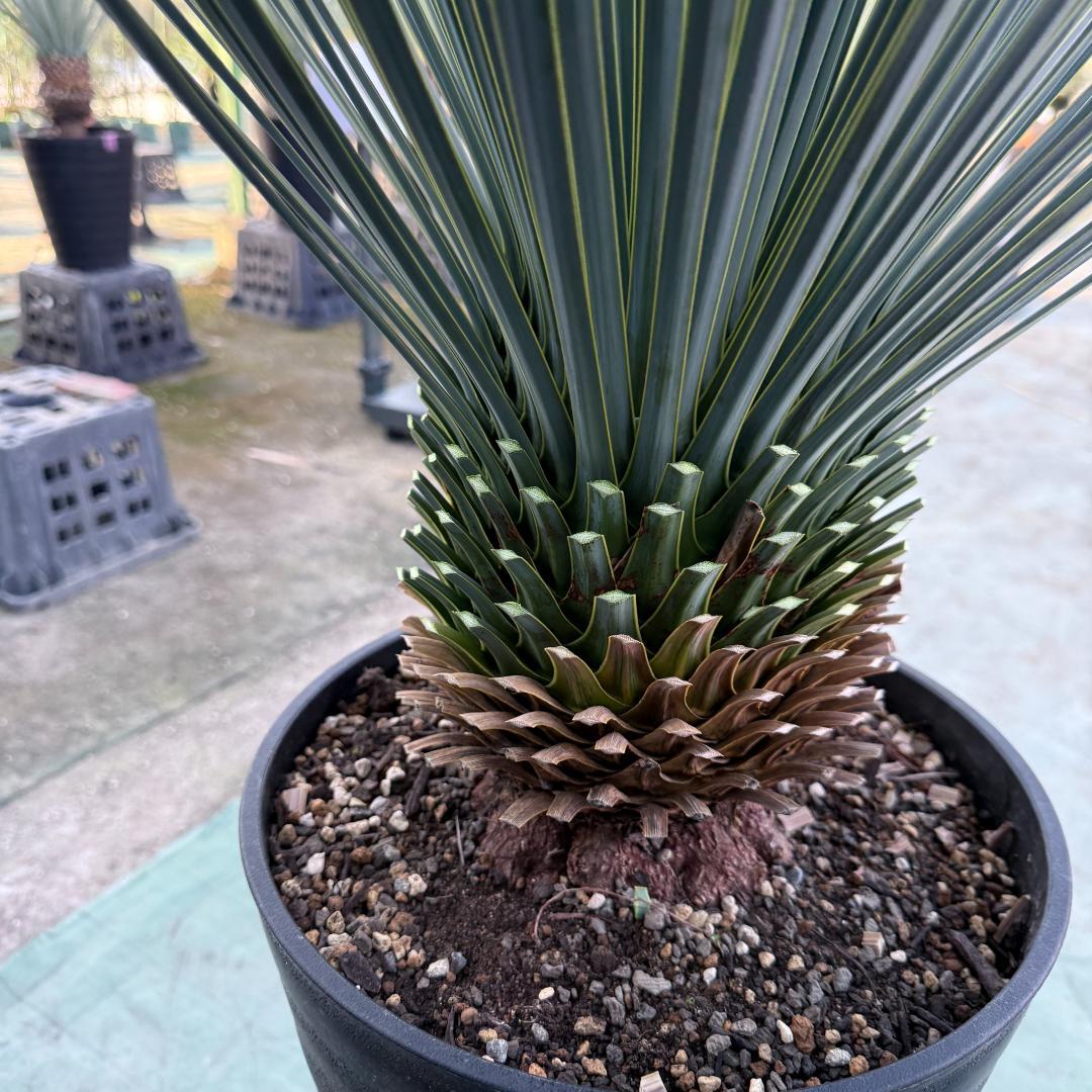 【AL1079】ユッカ　LA ALBERO　ランチョブルー　数量限定販売