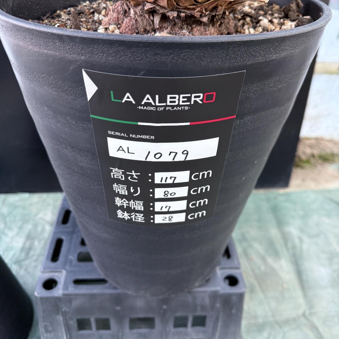 【AL1079】ユッカ　LA ALBERO　ランチョブルー　数量限定販売