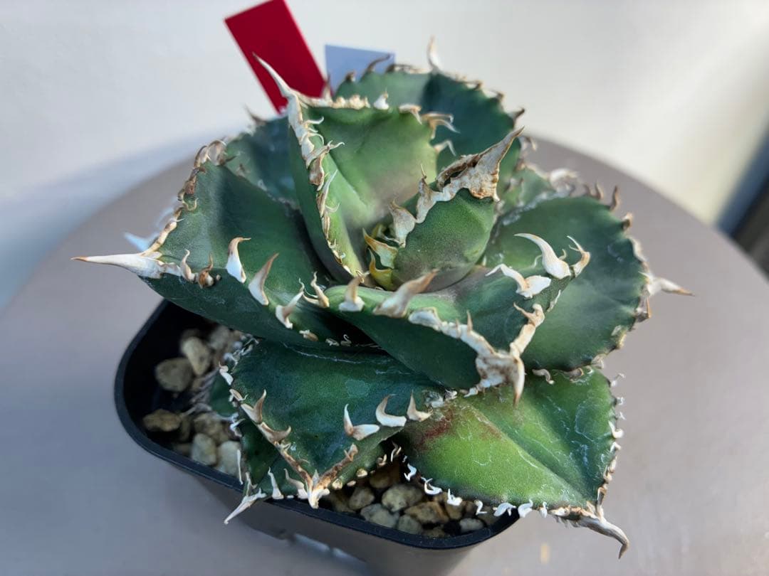 アガベ チタノタ 金剛 キングコング強棘 優良株