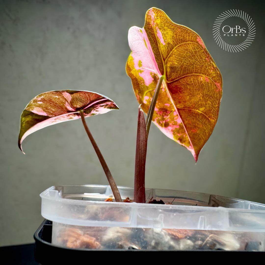 【最終特価】アロカシア シャントリエリ ピンク斑入り 優良株 鉢のまま発送