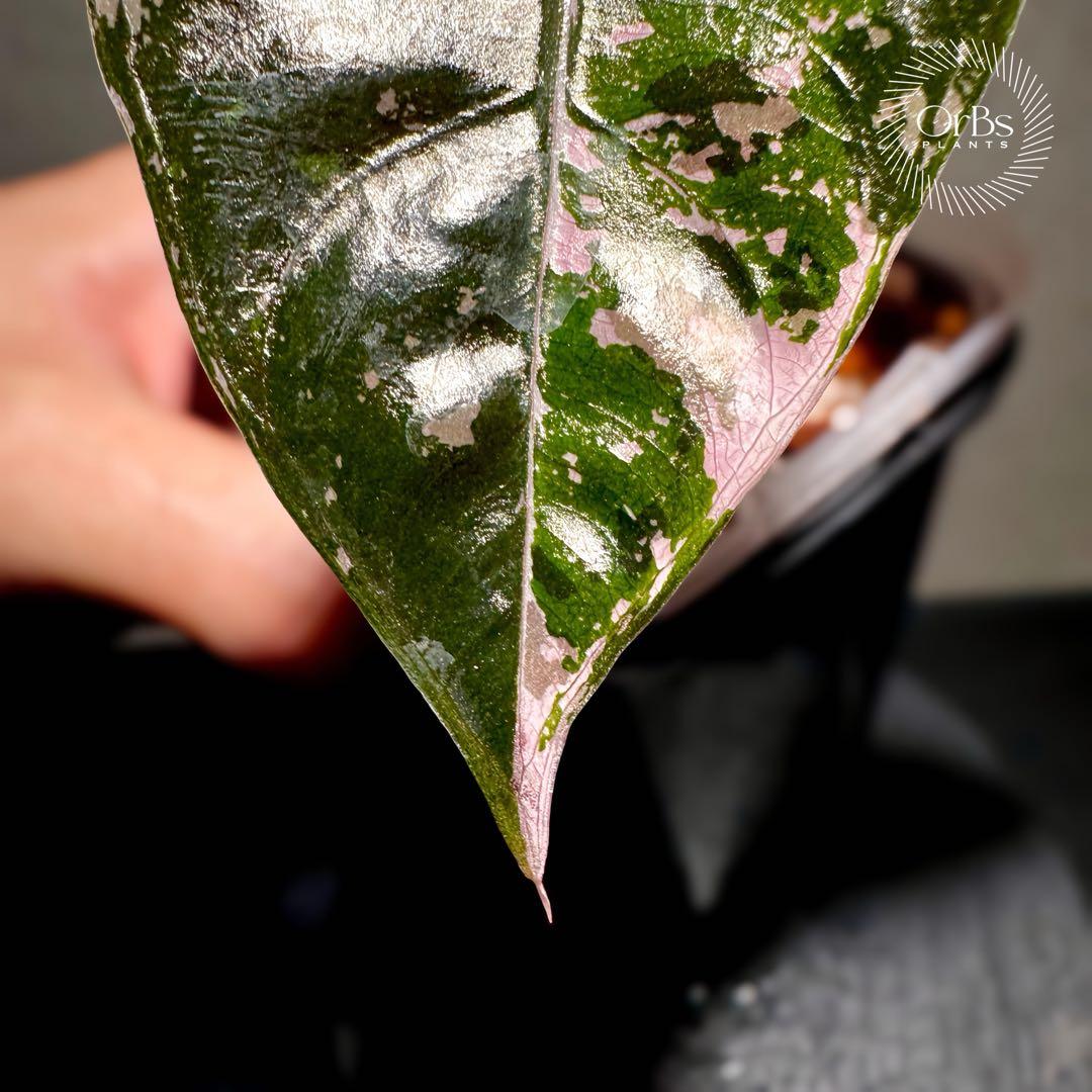 【最終特価】アロカシア シャントリエリ ピンク斑入り 優良株 鉢のまま発送