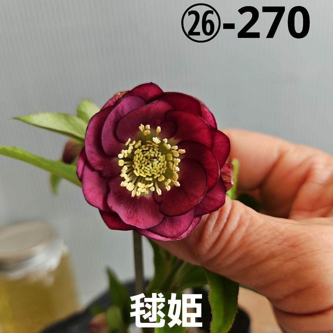 ㉖-270クリスマスローズ