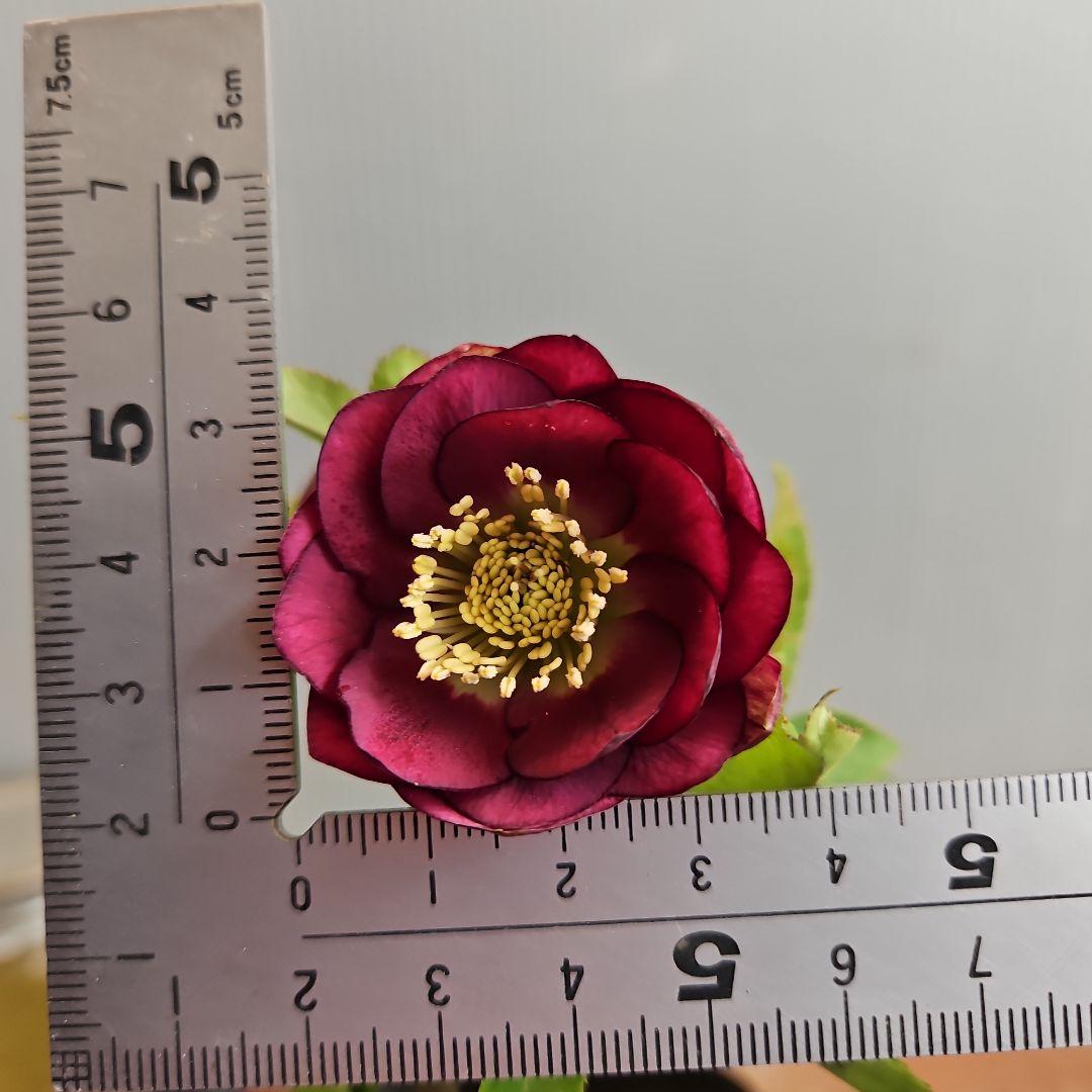 ㉖-270クリスマスローズ