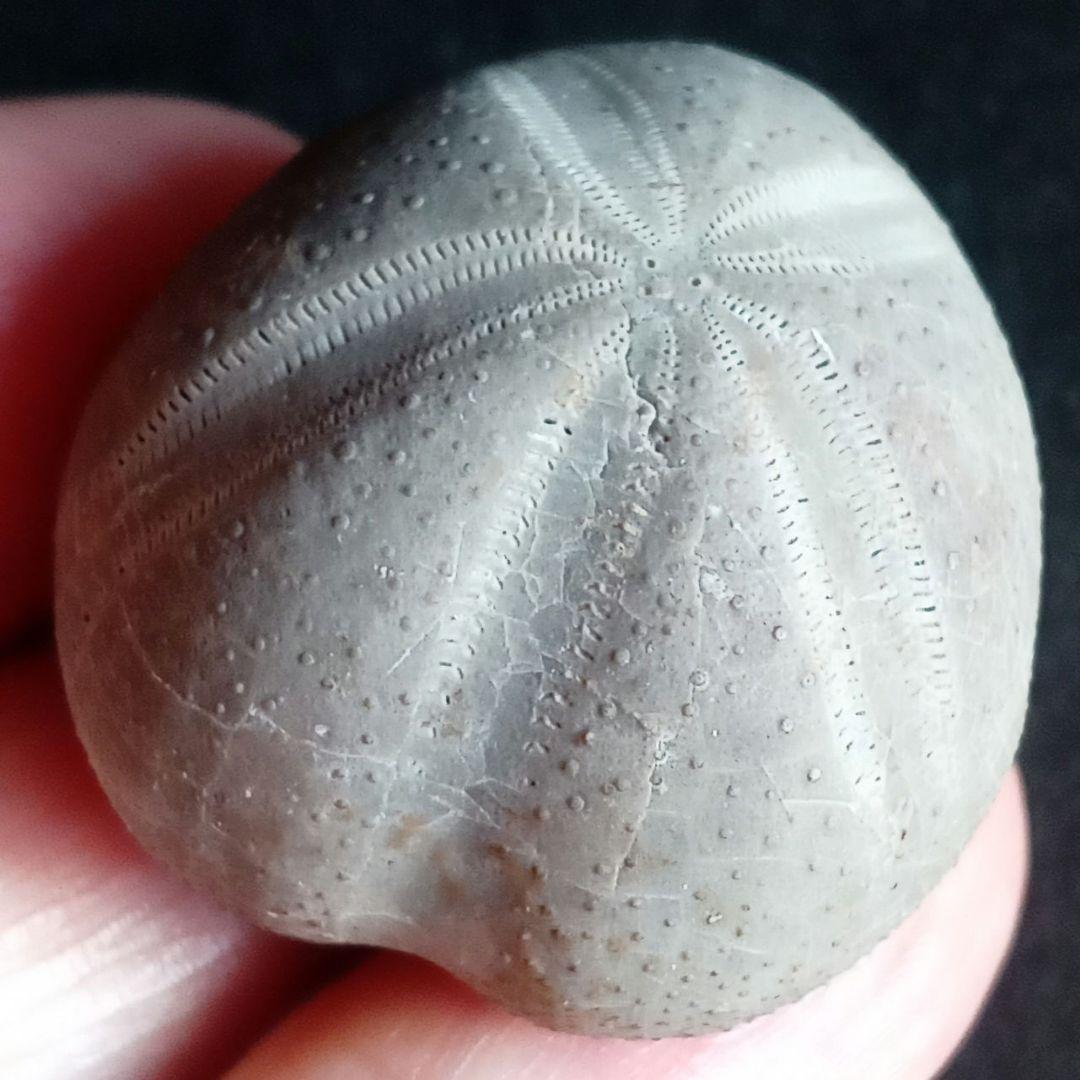 ウニ化石　ブンブク　30mm　極美麗　MAXIMUM　希少な標本