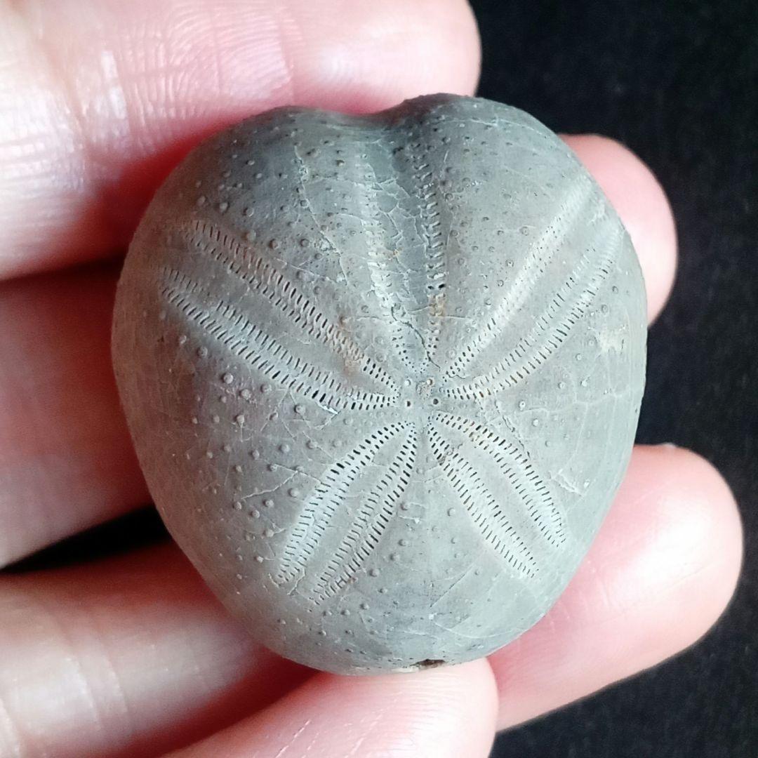 ウニ化石　ブンブク　30mm　極美麗　MAXIMUM　希少な標本