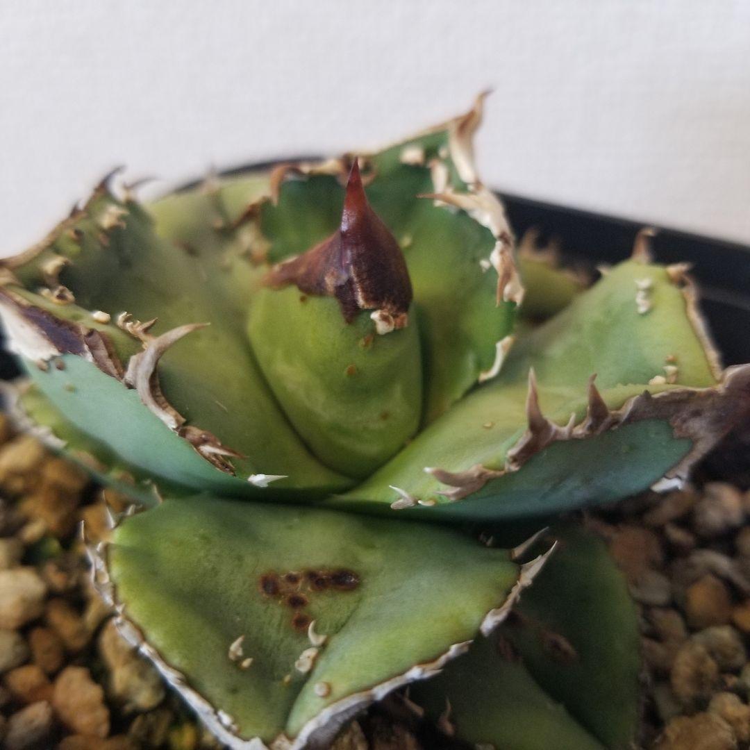 アガベ　ブツブツ　鰐亀　UFO