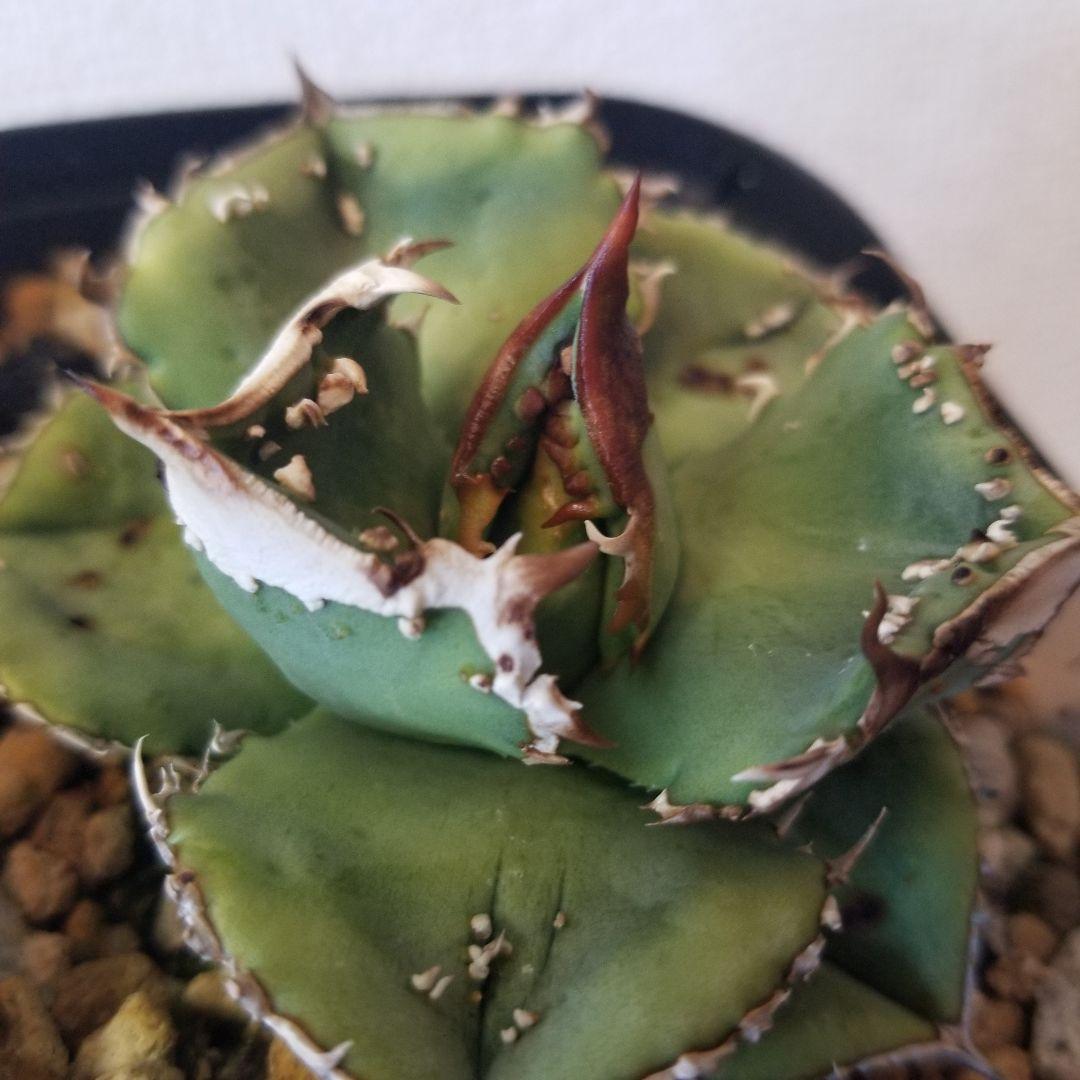 アガベ　ブツブツ　鰐亀　UFO