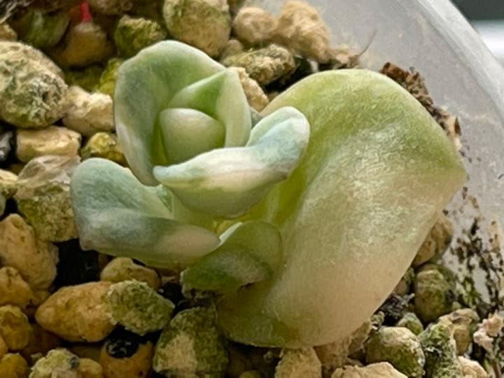 ❤️専用出品❤️ラブリーローズ錦　　　　　　　　　❤️可愛くなる予感①❤️