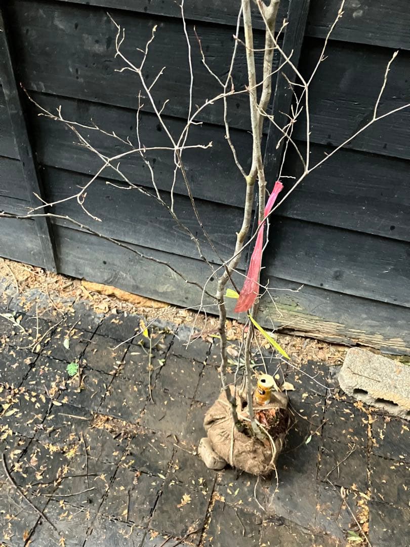 山採り　シロモジ　ミツバツツジ　バイカツツジ　混合株