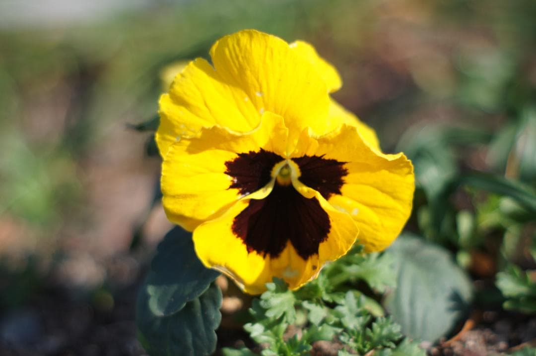 【整備済完動品】Super Takumar 55mm F/1.8 後期型