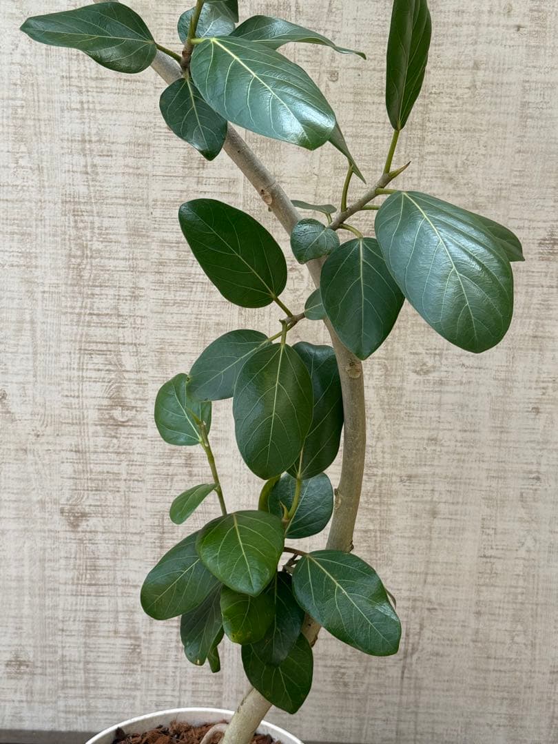 ☆ フィカス ベンガレンシス♪ 153cm スリムな曲がりフォルム♪