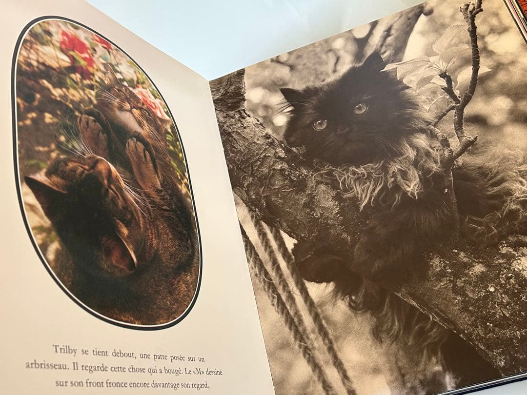 大型猫本Leonor Fini MIROIR DES CHATSレオノールフィニ