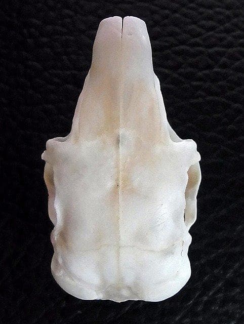 トビウサギ　Springhare　頭骨　※データ付属します