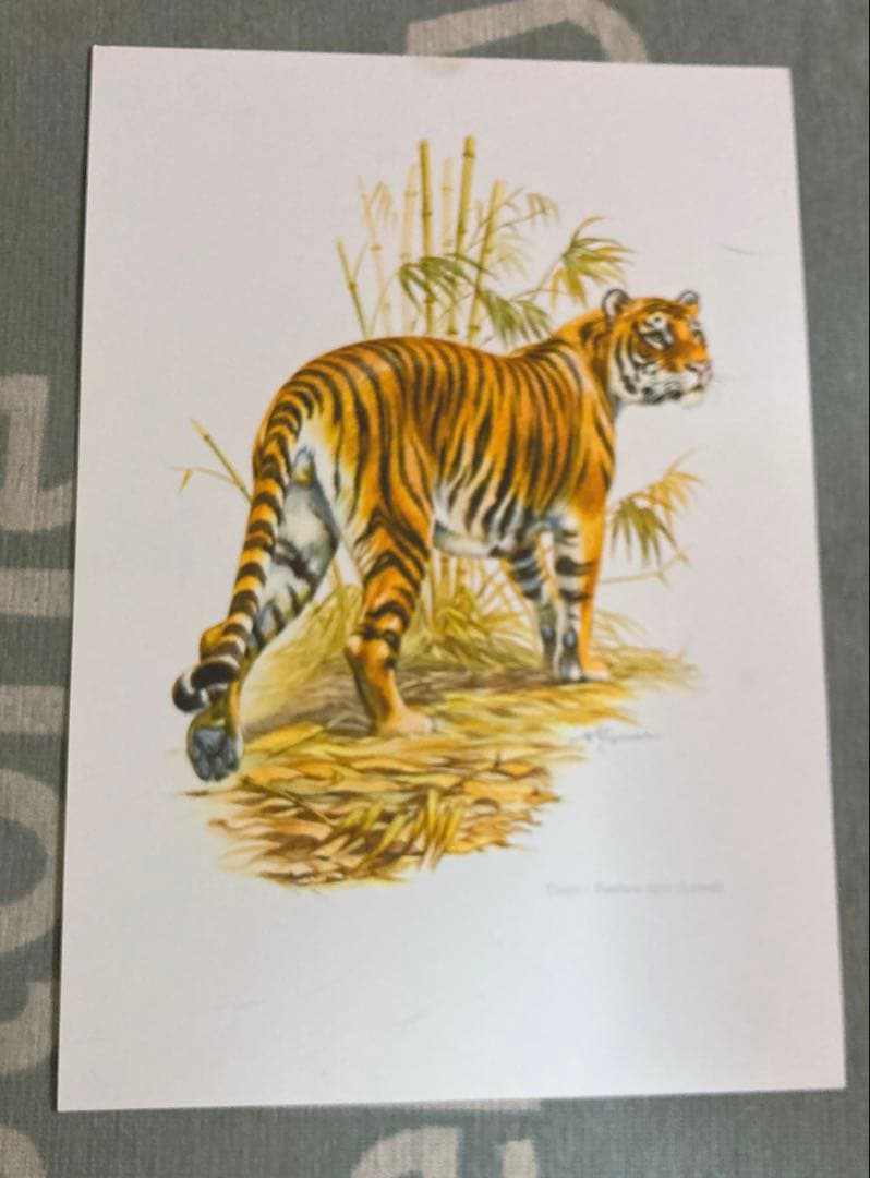 博物図鑑　1958年（ドイツ）図版、 160枚のボタニカルアートBOX