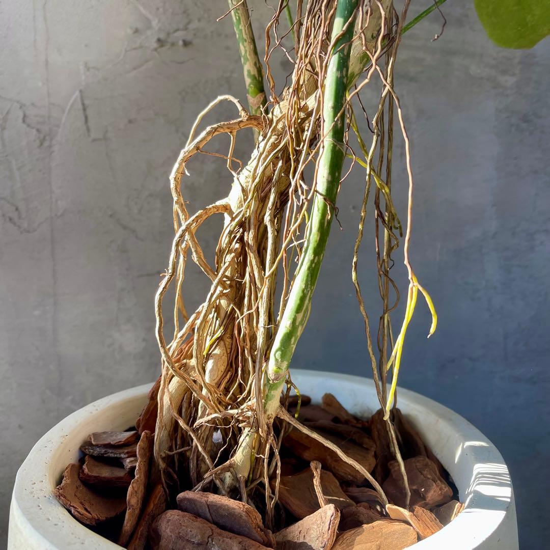 大型　希少　シェフレラ　マルコ　曲がり仕立て　10号　陶器鉢　植え込み