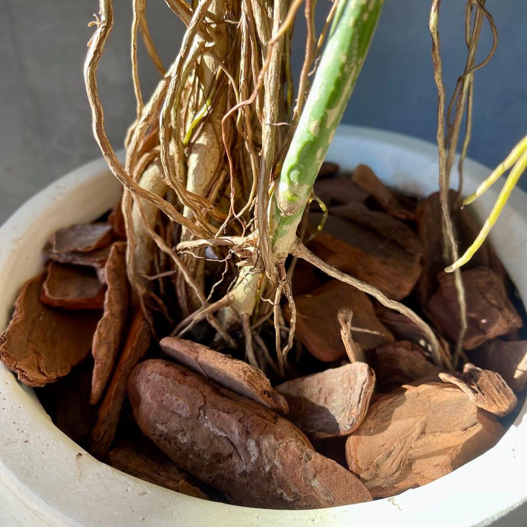 大型　希少　シェフレラ　マルコ　曲がり仕立て　10号　陶器鉢　植え込み