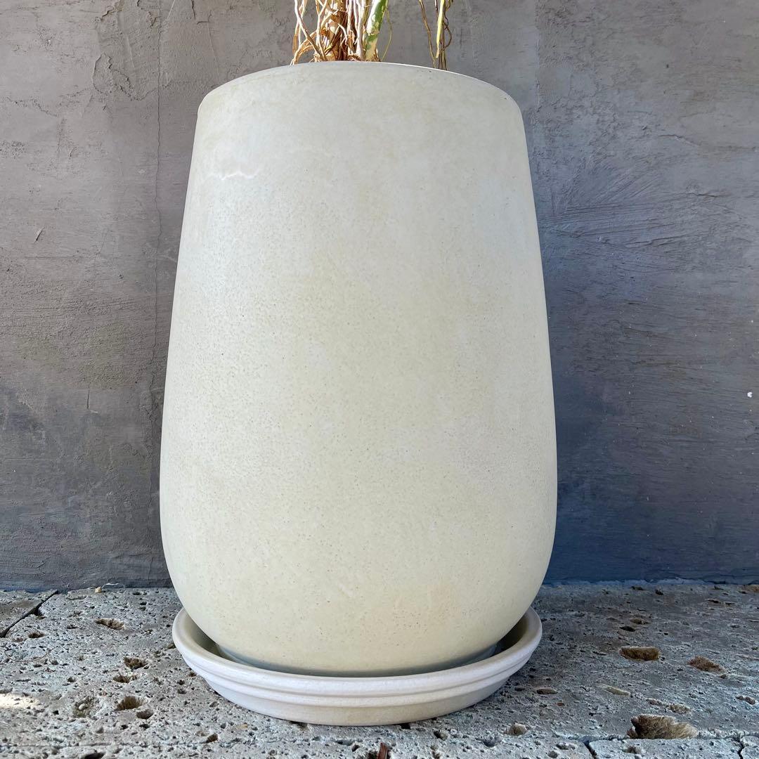 大型　希少　シェフレラ　マルコ　曲がり仕立て　10号　陶器鉢　植え込み