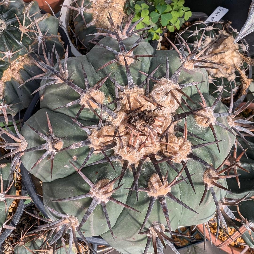 美株　エキノカクタス　雷帝(太平丸)　　株幅17センチ　鉢ごと送料込み