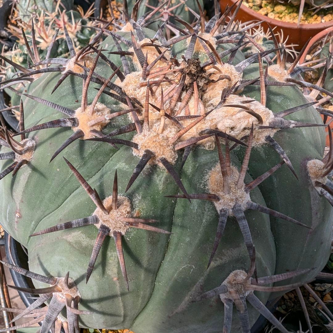 美株　エキノカクタス　雷帝(太平丸)　　株幅17センチ　鉢ごと送料込み