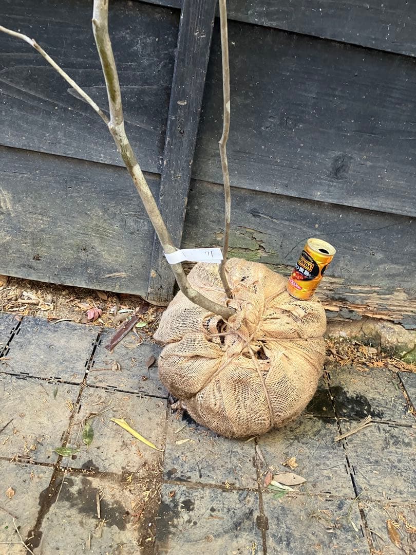 Poppopo　71 山採り　ミツバツツジ