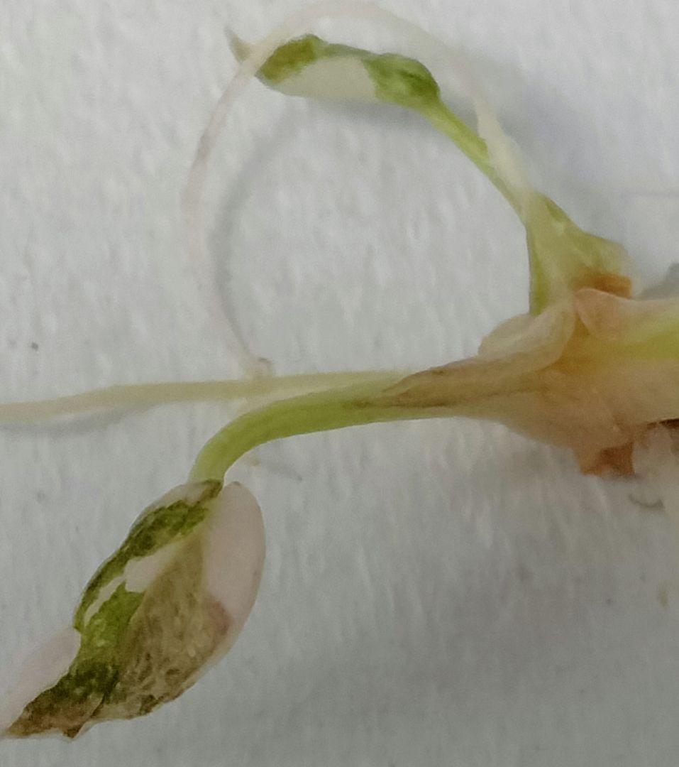 アロカシア クプレア ピンク斑入り Alocasia Cuprea Pink