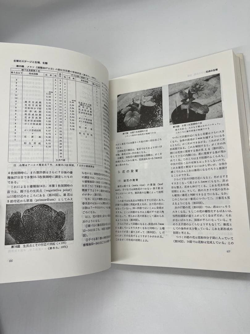 野菜園芸大百科 (4) 第2版　メロン