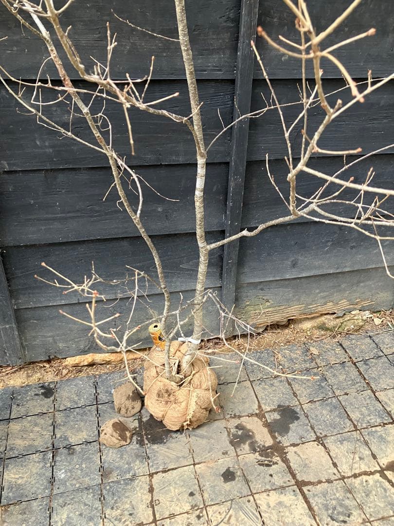 10 山採り　コナラ