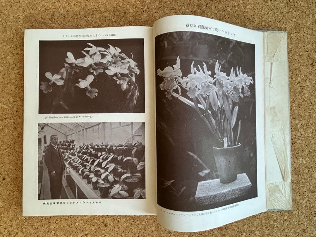 東洋蘭と西洋蘭　実際園芸叢書　第十四編