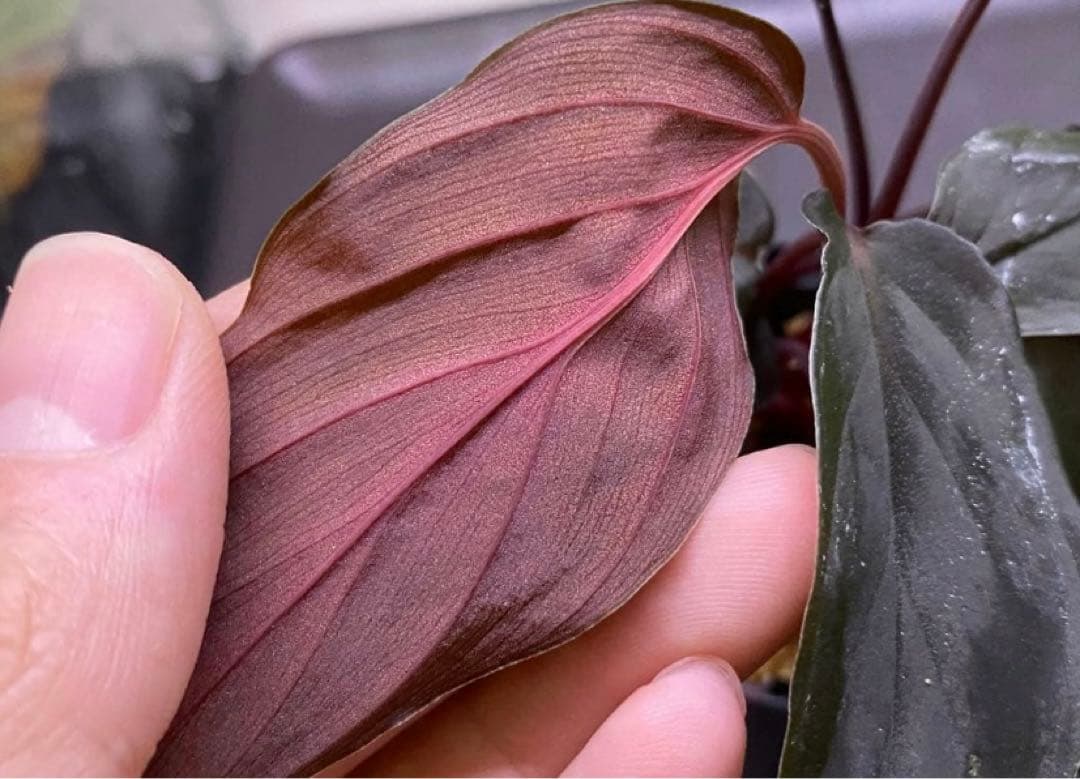 松Homalomena sp.\"Black Velvet\" [KN便]など