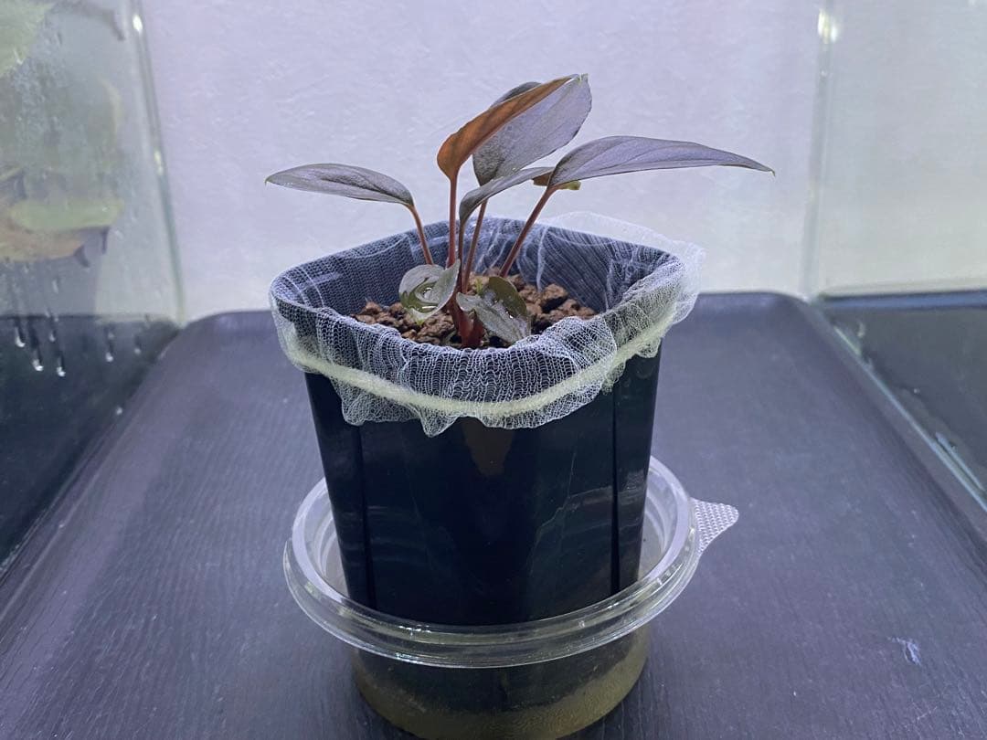 松Homalomena sp.\"Black Velvet\" [KN便]など