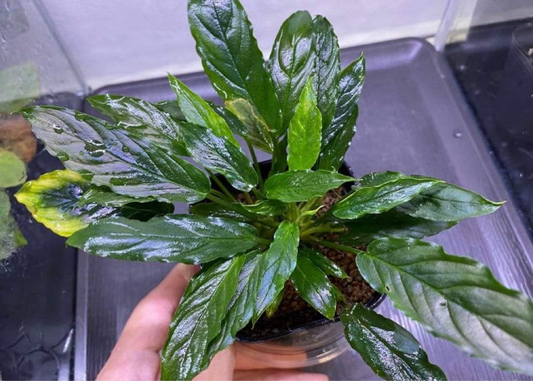 松Homalomena sp.\"Black Velvet\" [KN便]など