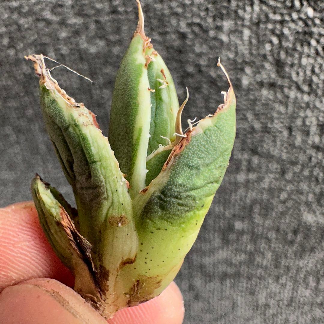 2186アガベ SAD 南アフリカダイヤモンド錦 覆輪斑 永久斑 7株セット