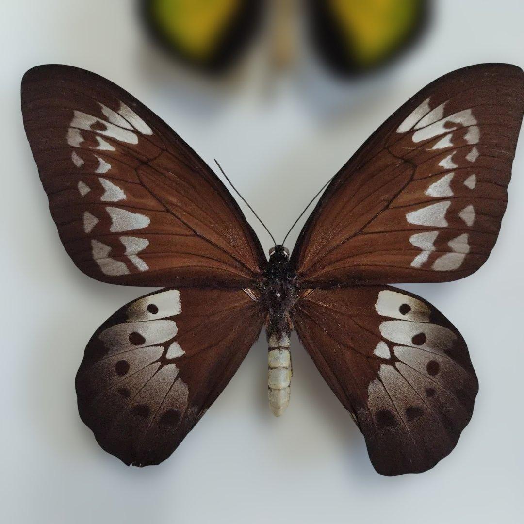 ゴライアストリバネアゲハ　セラム産　面積最大の蝶