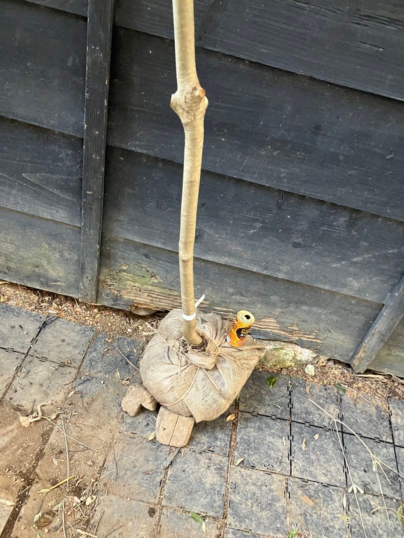 80 山採り　アオハダ