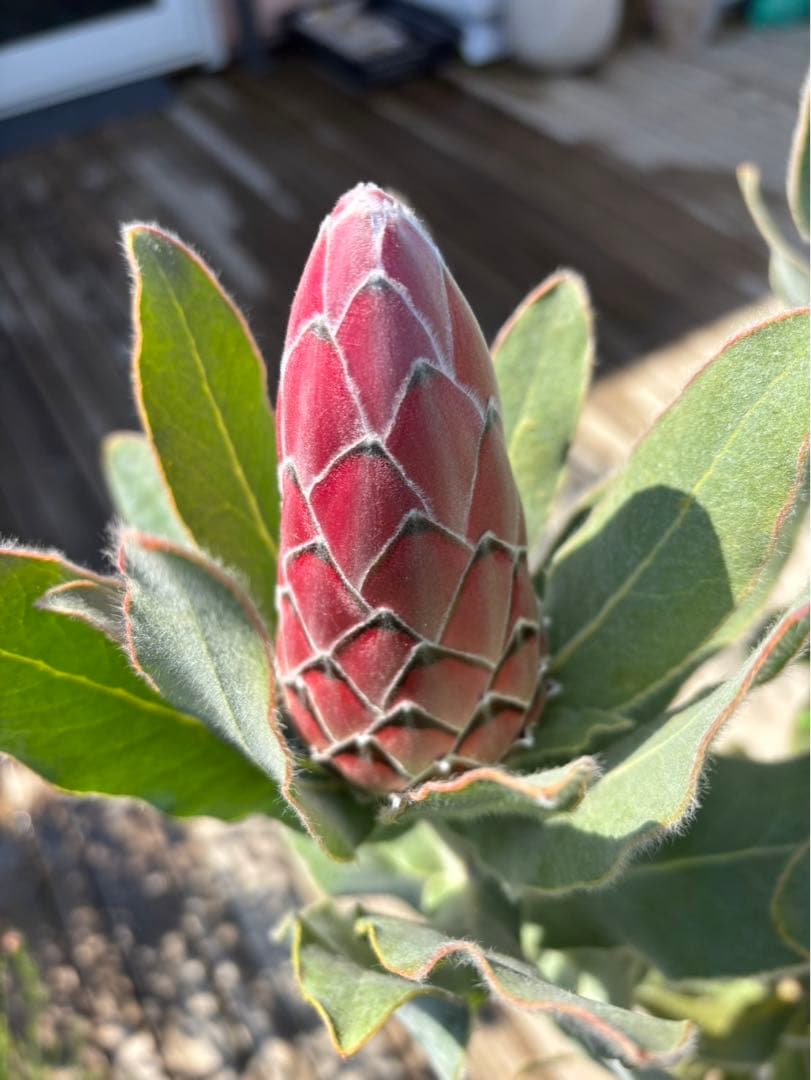 プロテアピンクプリンセス　希少！大株！