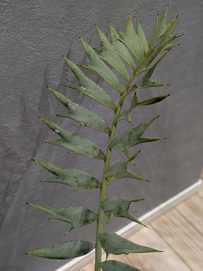 エンセファラルトス　ホリダス　【南アフリカ産】