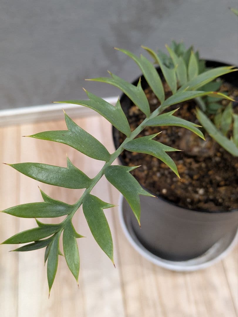 エンセファラルトス　ホリダス　【南アフリカ産】