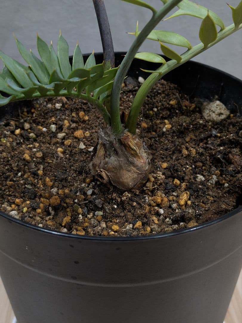 エンセファラルトス　ホリダス　【南アフリカ産】