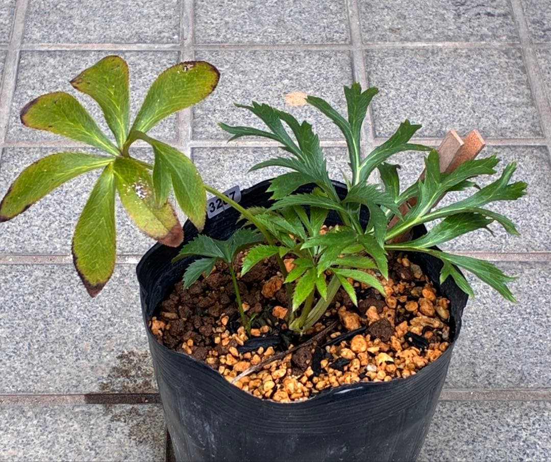 も*子様 ❤️根充実❤️逞しい新芽元気株❤️3207⭐️小輪⭐️スレート⭐️コン