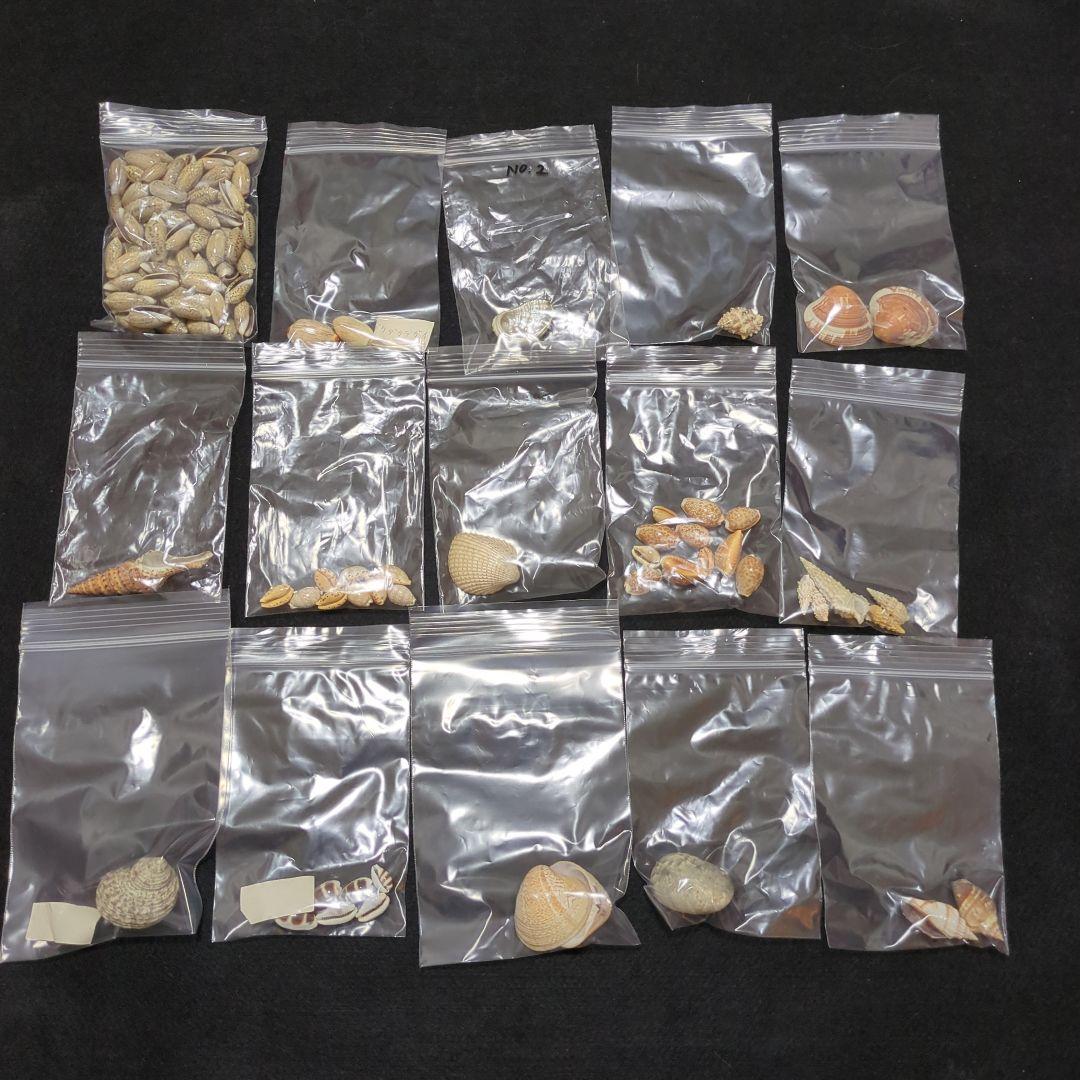 下*田様 貝殻　まとめ売り　（タカラ貝等々…）　標本